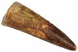 Fossil Spinosaurus Tooth - Real Dinosaur Tooth #360103-1